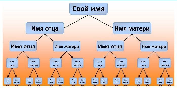 Ģimenes koka sastādīšanas shēma