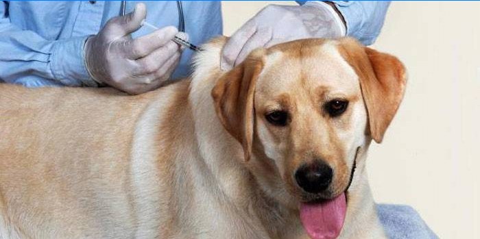 Veterinārārsts veic injekciju sunim