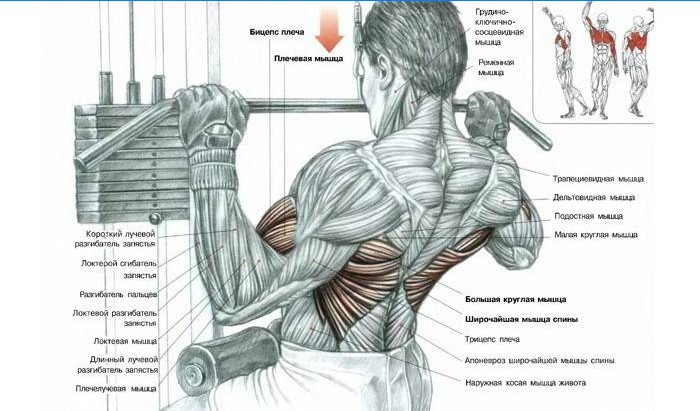 Kādi muskuļi ir iesaistīti vingrinājumos
