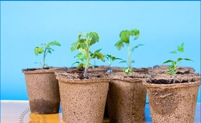 Kā pats audzēt dārzeņu stādus