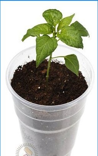 Kā pats audzēt dārzeņu stādus