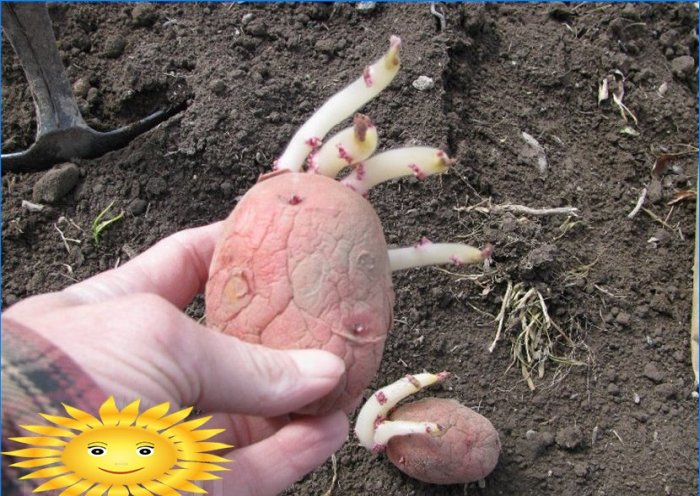 Kartupeļu stādīšana: kartupeļu stādīšana zem salmiem