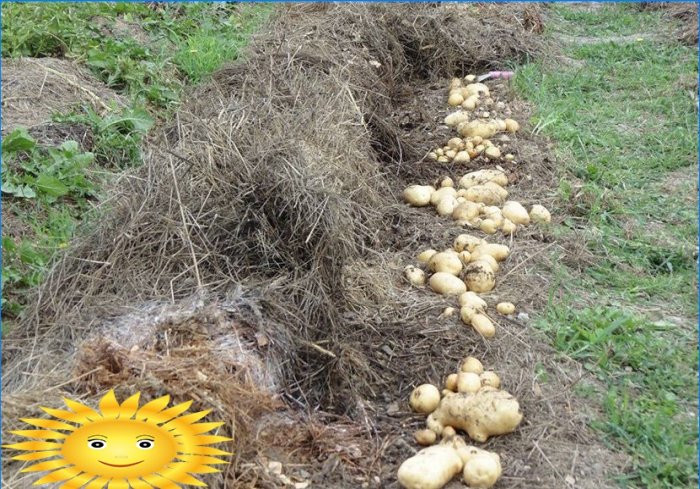 Kartupeļu stādīšana: kartupeļu stādīšana zem salmiem