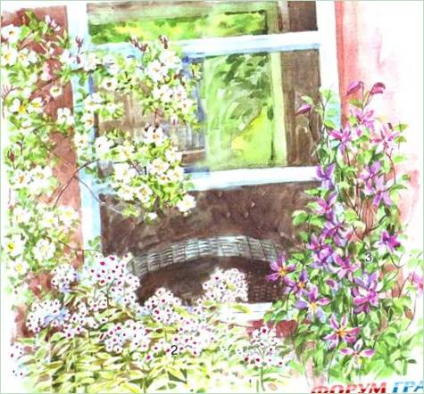 Dekoratīvie augi zem loga